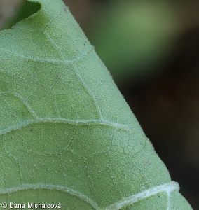 Xanthium albinum – řepeň polabská