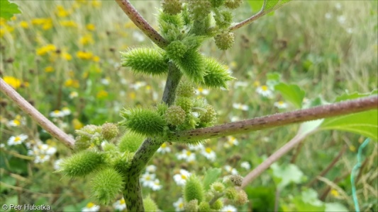 Xanthium orientale