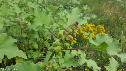 Xanthium orientale