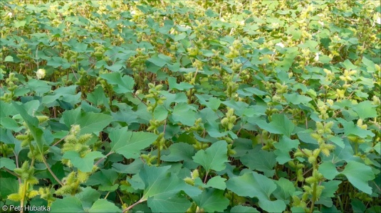 Xanthium orientale