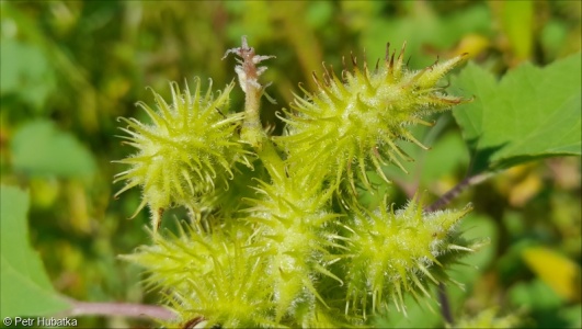 Xanthium orientale