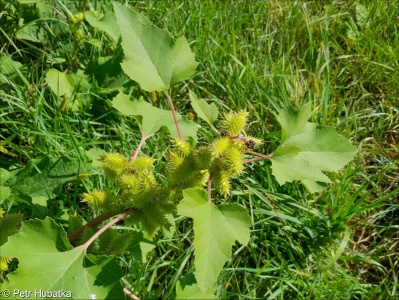 Xanthium orientale agg. – okruh řepně východní