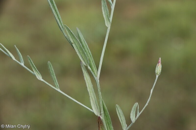 Xeranthemum cylindraceum