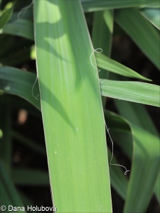 Yucca filamentosa