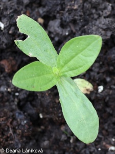 Zinnia elegans