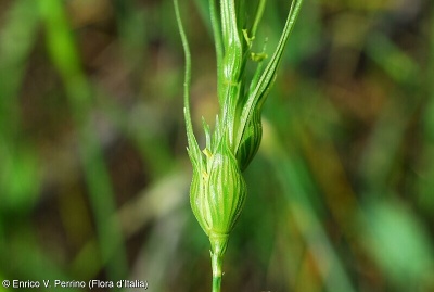 Aegilops uniaristata