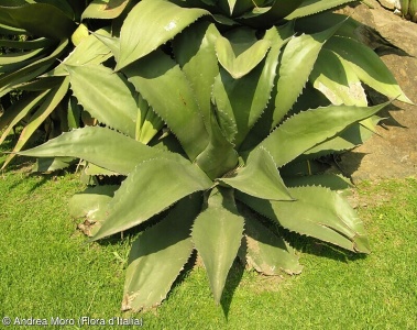 Agave salmiana