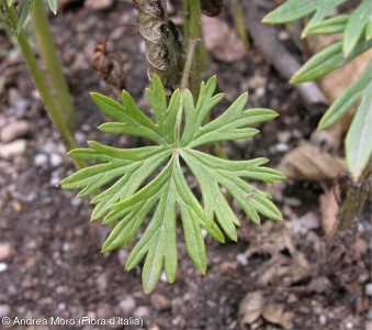 Aconitum tauricum