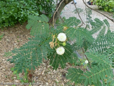 Acacia mearnsii