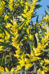 Acacia longifolia