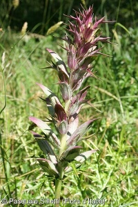 Acanthus spinosus