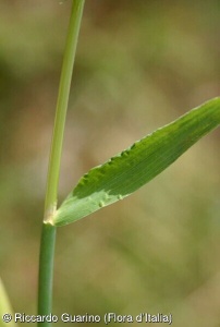 Agrostis stolonifera subsp. stolonifera