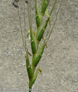 Aegilops speltoides