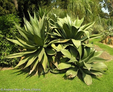 Agave salmiana