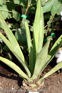 Agave sisalana