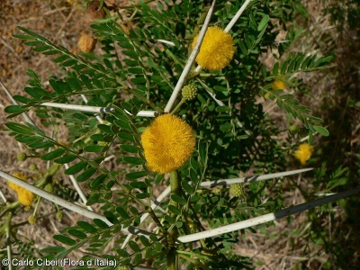 Acacia karroo