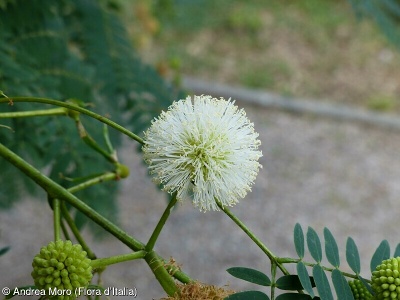 Acacia mearnsii