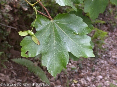 Acer opalus aggr.