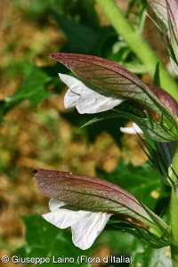 Acanthus mollis