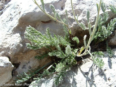 Achillea barrelieri subsp. mucronulata