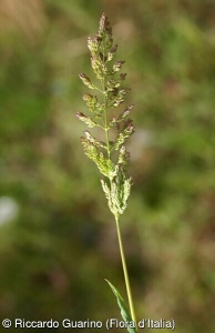 Agrostis stolonifera