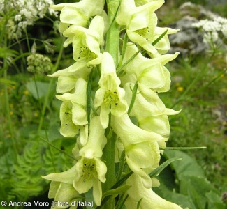 Aconitum lupicida