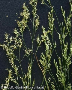 Agrostis schraderiana