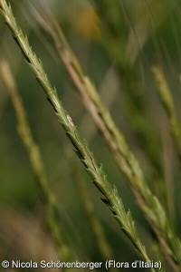 Aegilops speltoides