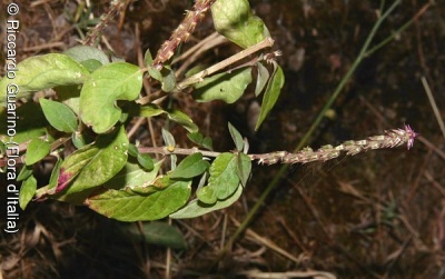 Achyranthes sicula