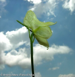 Aconitum lupicida