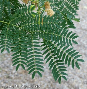 Acacia mearnsii