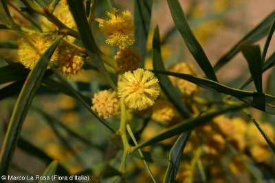 Acacia saligna