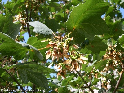 Acer obtusatum