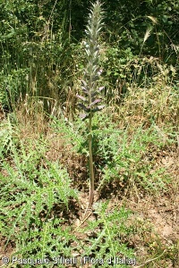 Acanthus spinosus