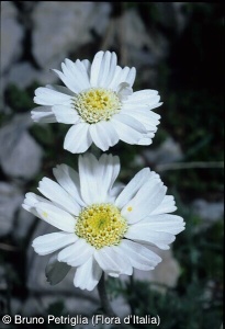 Achillea barrelieri subsp. barrelieri