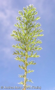 Achillea virescens subsp. virescens
