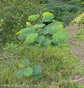 Acacia mearnsii