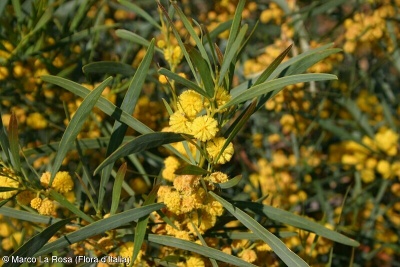 Acacia saligna