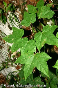 Acer cappadocicum aggr.
