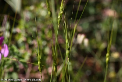 Aegilops uniaristata