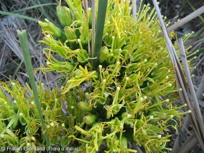 Agave americana