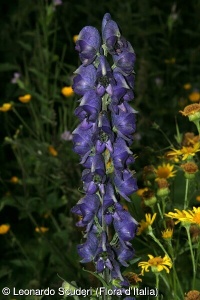 Aconitum napellus