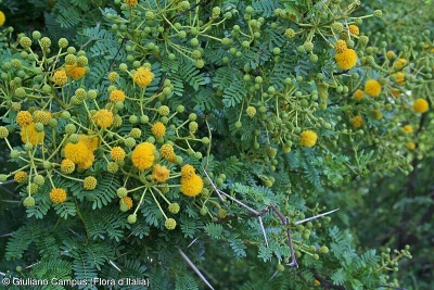 Acacia karroo