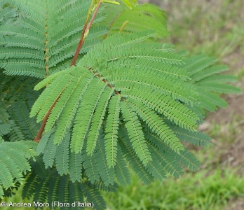 Acacia mearnsii