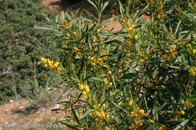 Acacia saligna