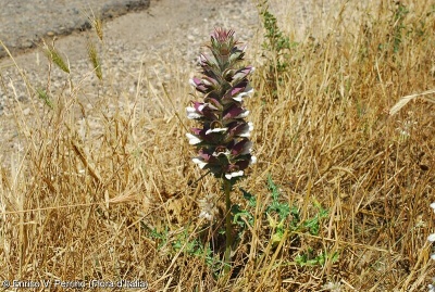 Acanthus spinosus