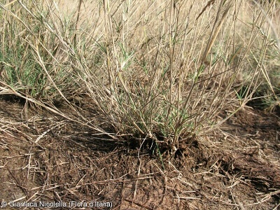 Agrostis monteluccii