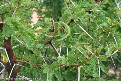 Acacia karroo