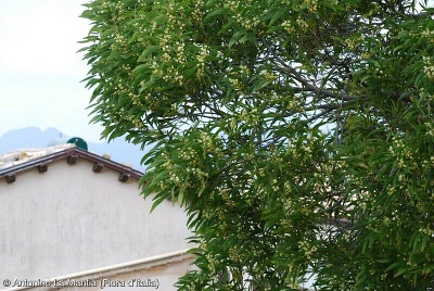 Acacia melanoxylon