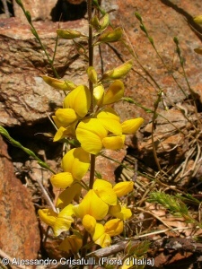 Adenocarpus complicatus